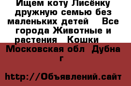 Ищем коту Лисёнку дружную семью без маленьких детей  - Все города Животные и растения » Кошки   . Московская обл.,Дубна г.